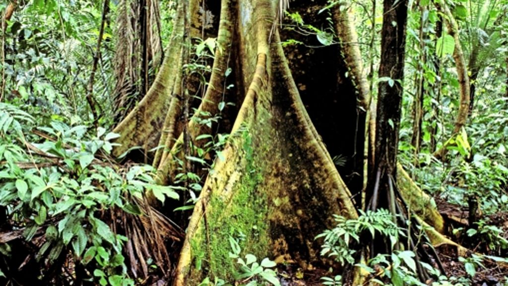 Klimaschutz: Wann schonen Wälder das Klima?
