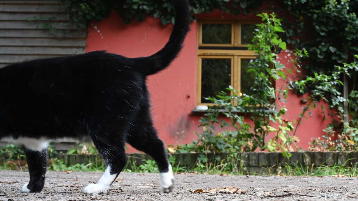Neuburg in Oberbayern: Katzen geköpft - Polizei ermittelt wegen Straftat