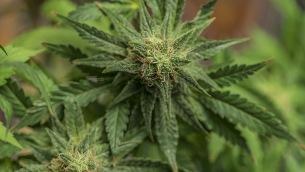 Polizeieinsatz in Bad Cannstatt: Marihuana-Plantage bei mutmaßlichem Dealer gefunden