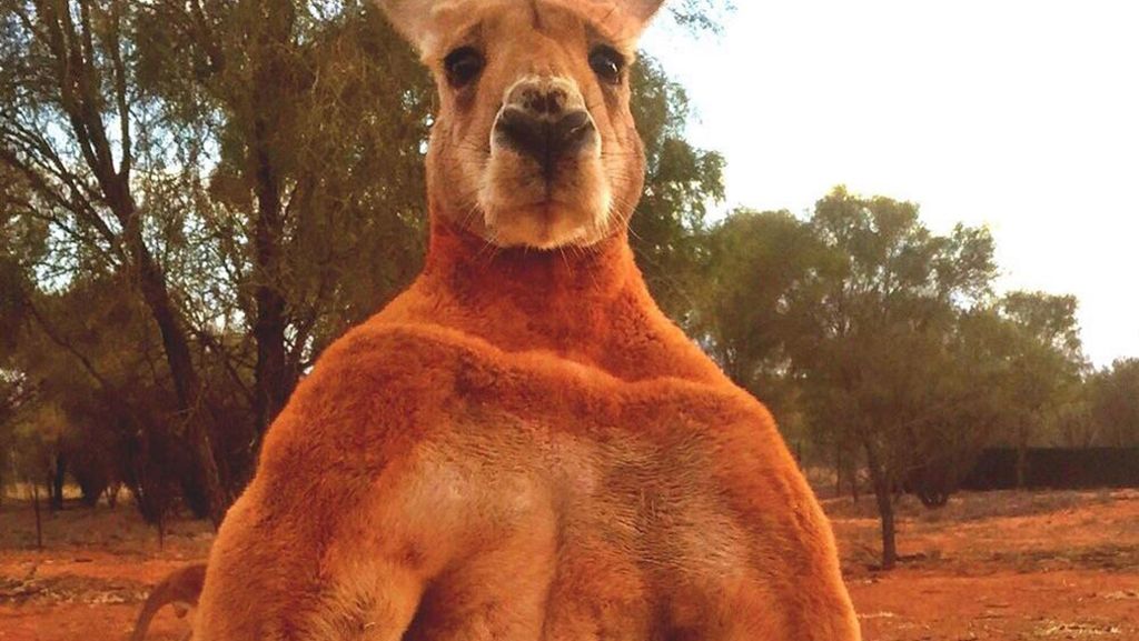 Roger ist tot: Australien trauert um sein berühmtestes Känguru
