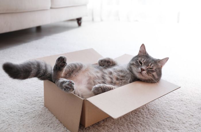 Warum mögen Katzen Kartons? - Die Gründe einfach erklärt