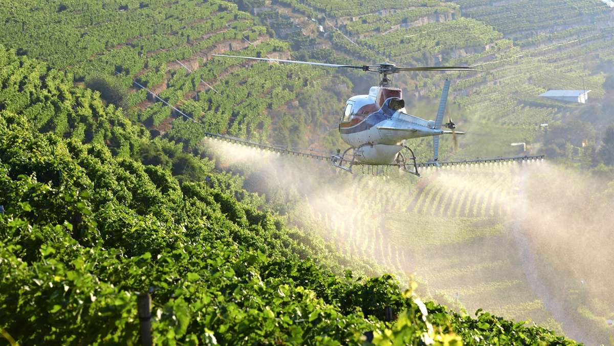 Weinbau in Deutschland: Wird das Pflanzenschutz-Verbot gestoppt?