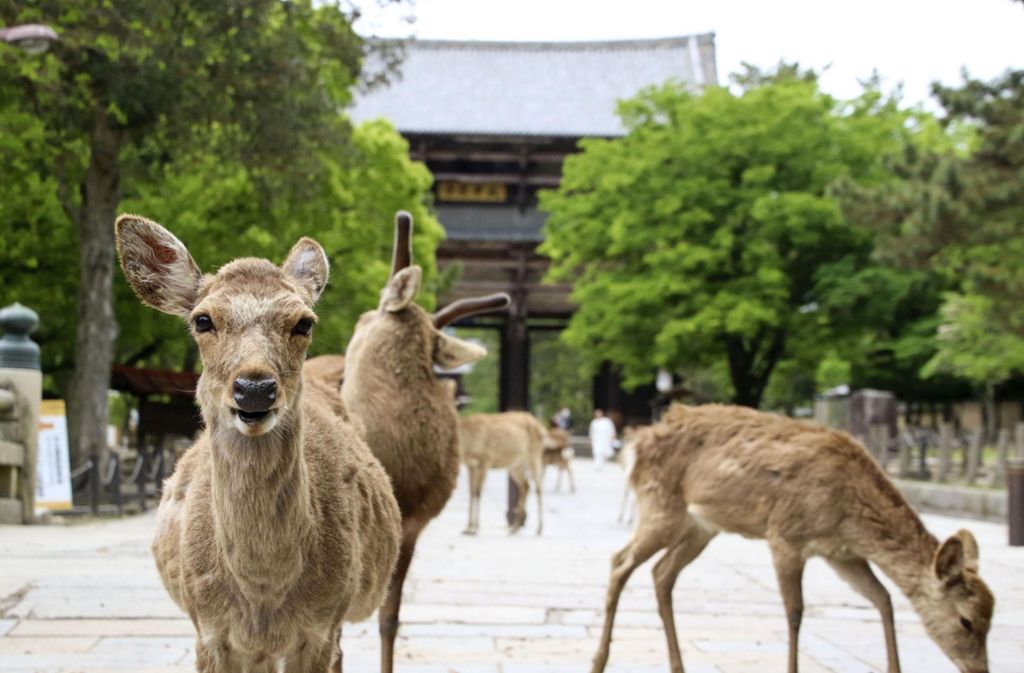 Ein hungriger Sika-Hirsch blickt in der japanischen Stadt Nara erwartungsvoll in die Kamera.