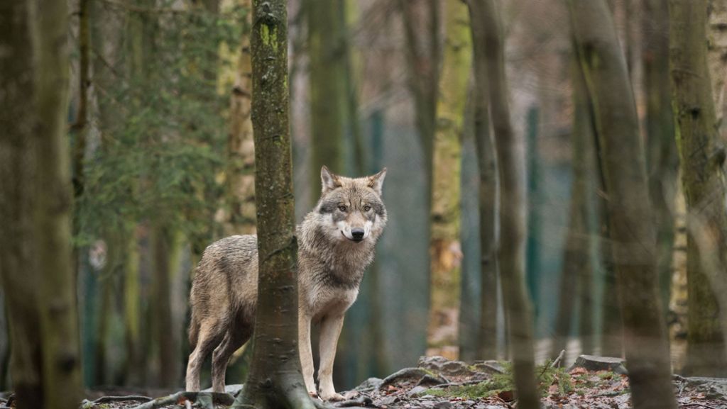 Kreis Ludwigsburg: Wolf soll eine Ziege gerissen haben: Wildernde Hunde oder Wölfe?