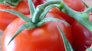 Mann will Tomaten  wärmen und fackelt Gewächshaus ab