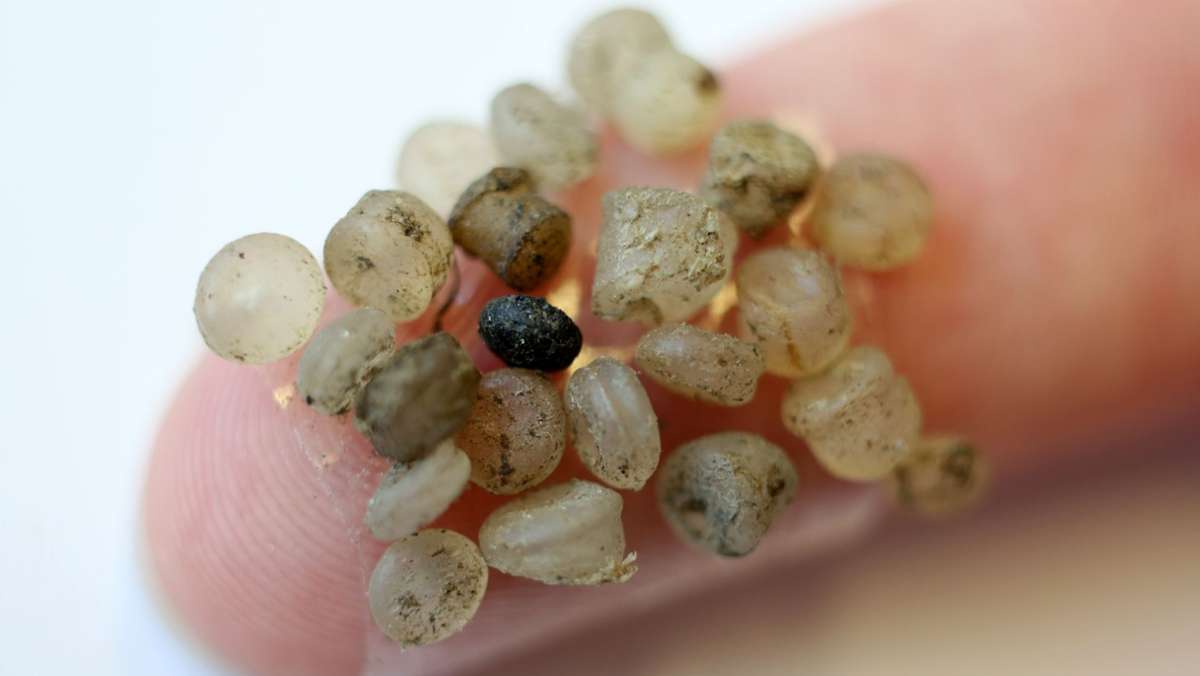 Umweltverschmutzung: Forscher finden Mikroplastik in Muscheln