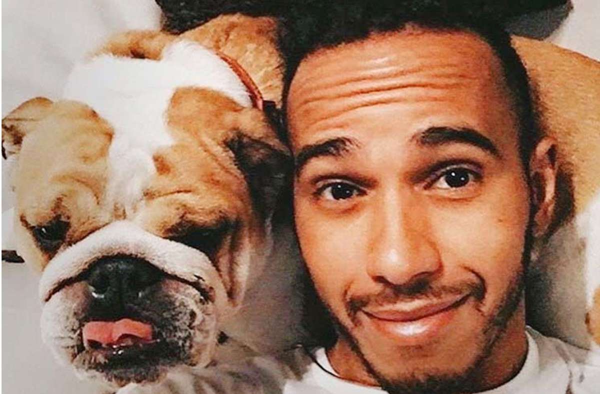 Sportsfreund des Tages Lewis Hamilton und sein veganer Hund