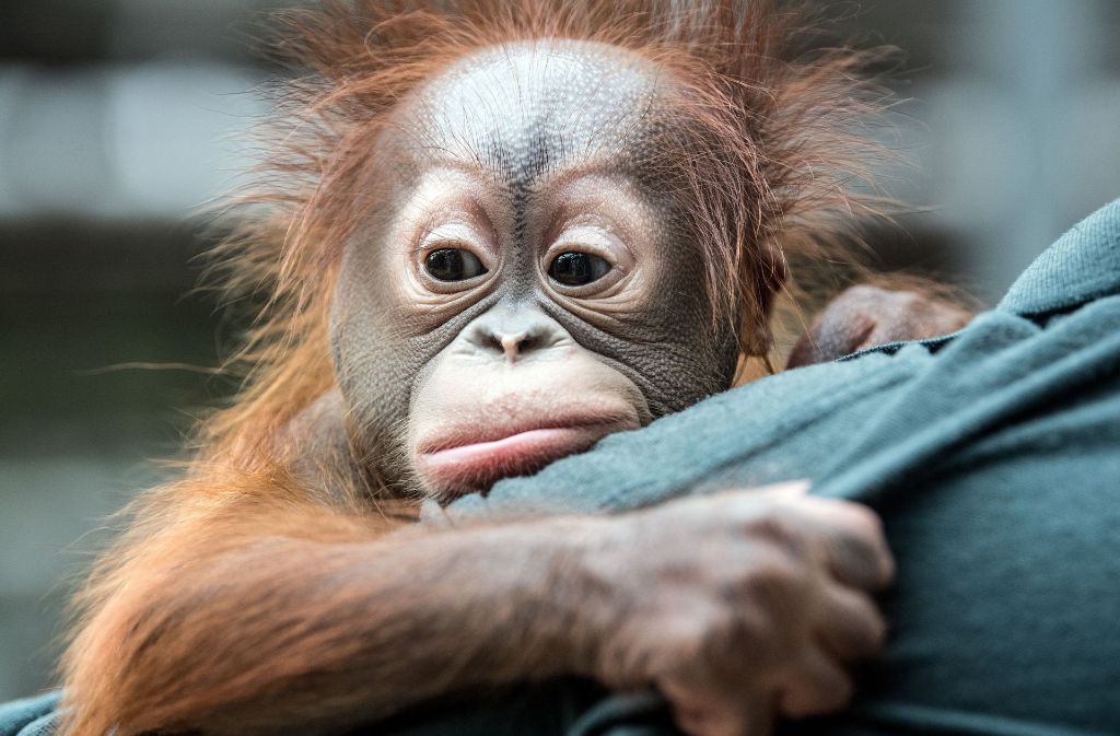 Orang-Utan Baby im Zoo Krefeld: Verstoßener „Hujan“ muss von Hand