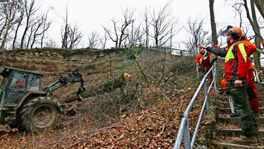 Waldarbeiter werfen  im Kotzenloch in  Stuttgart-Feuerbach die Motorsägen an: Meisterprüfung an der Mergelgrube
