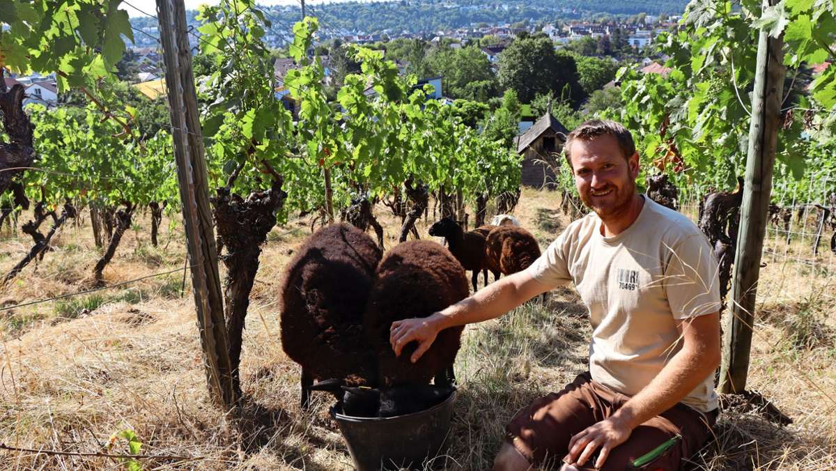 Weinbau in Stuttgart-Feuerbach: Schafe machen ihren Job am Steilhang