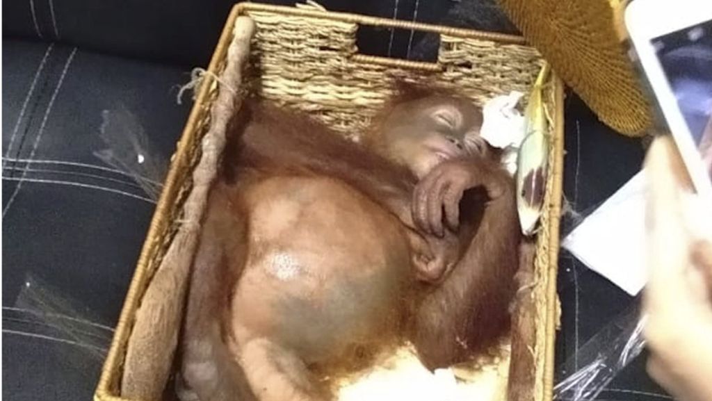 Ein russischer Tourist hat am Flughafen auf Bali versucht, ein lebendes Orang-Utan-Baby mit in die Heimat zu schmuggeln. Der Mann wurde festgenommen. 