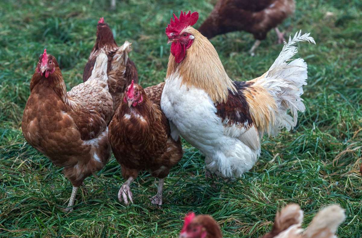 Auch heimische Hühner sind von der Geflügelpest bedroht. Foto: dpa/Jens Büttner