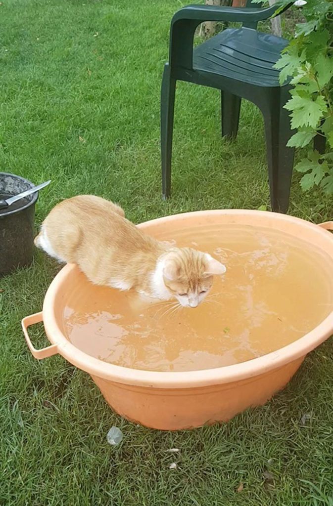 Katzen können nicht schwimmen? Herausforderung angenommen.