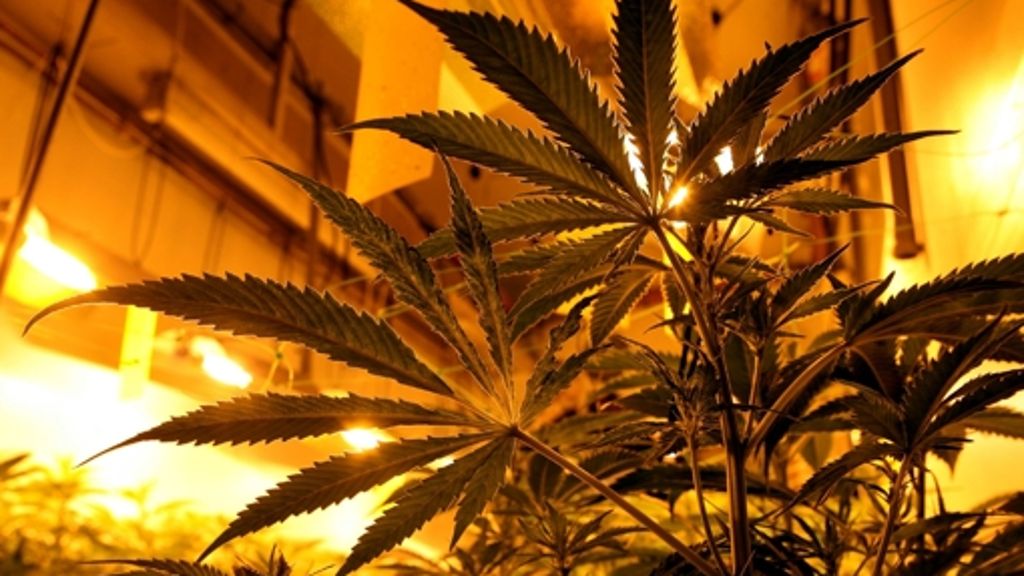 Aufzuchtanlage in Fellbach gefunden: Cannabisgeruch  ruft Polizei auf den Plan