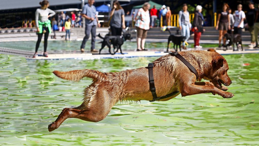 Hundeschwimmen in Ludwigsburg: Wo die wilden Kerle baden