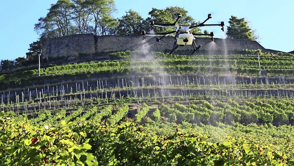 Drohnen über Untertürkheim: Helfer im Weinberg im Anflug