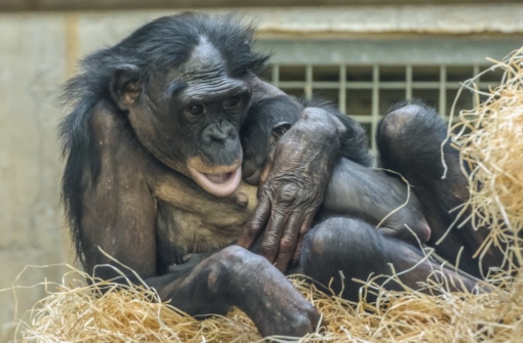 24. November: Nachdem bereits im August ein Bonobo-Mädchen in der Stuttgarter Wilhelma das Licht der Welt erblickte, ist bei den Menschenaffen auch im November Nachwuchs angesagt. Bonobo-Dame Huenda ist Mutter geworden - sie und ihr Kleines sind wohlauf. Hier geht es zum Artikel von damals