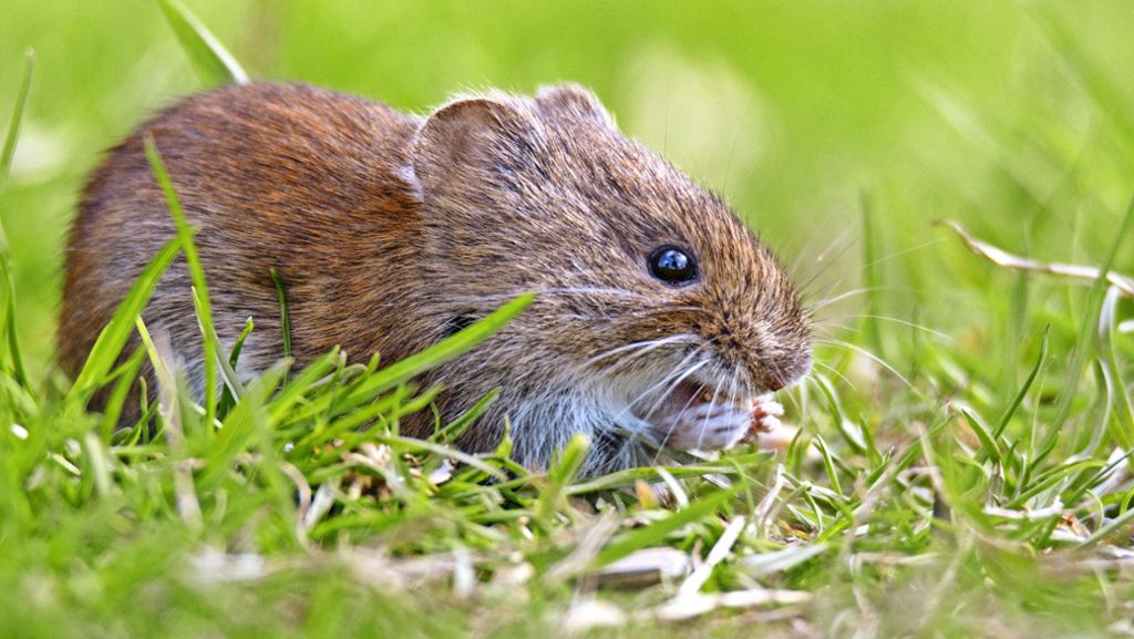 Hantavirus auf dem Vormarsch: Diese Mäuse haben  es in sich