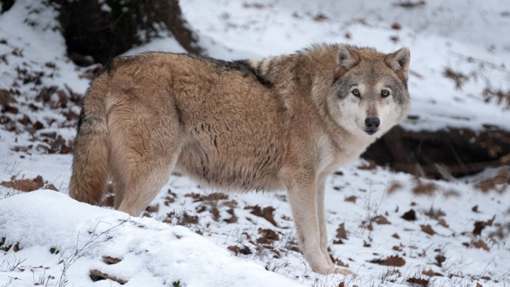Tiere vermehren sich rasant: Bauernverband fordert Obergrenze für Wölfe