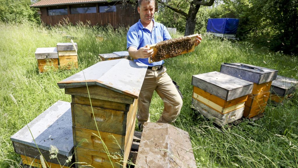 Imker zeigt seine Arbeit: Schönbuch-Bienen fliegen auf Wildblumen