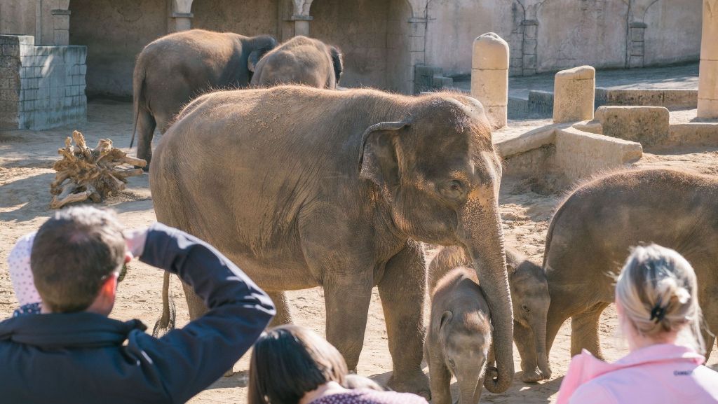 Nach Peta-Video im Zoo Hannover: Direktor der Wilhelma verteidigt ähnliche Elefantenhaltung