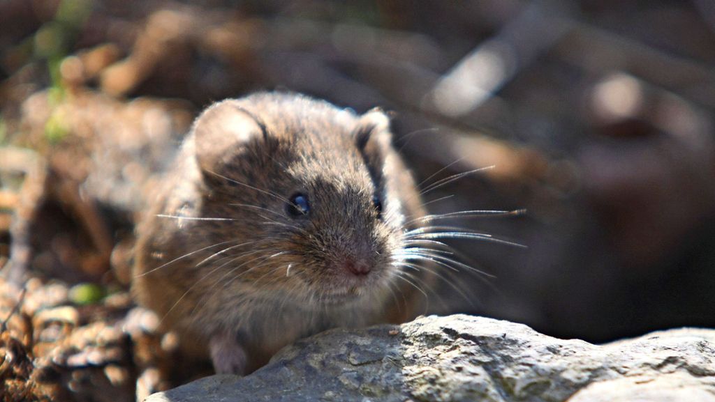 Tiere in Feld und Weinberg: Ohne Maus ist auf dem Speiseplan nix los