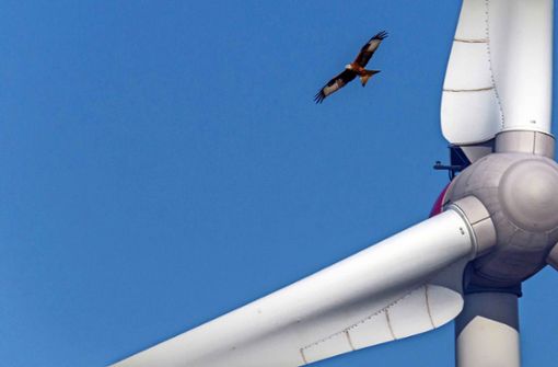 Wie Windkraft und Artenschutz funktionieren kann