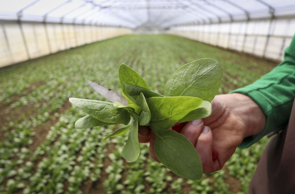 Deutschland gehört neben Italien und Frankreich zu den europäischen Hauptanbaugebieten von Spinat. Der Großteil der Ernte, etwa 80 Prozent, wird für industriell gefertigte Lebensmittel wie Tiefkühlprodukte verwendet.