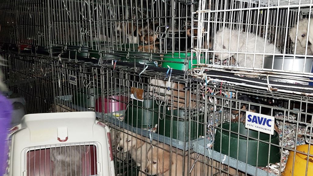 A8 bei Leonberg: Polizei stoppt Hunde- und Katzen-Transport