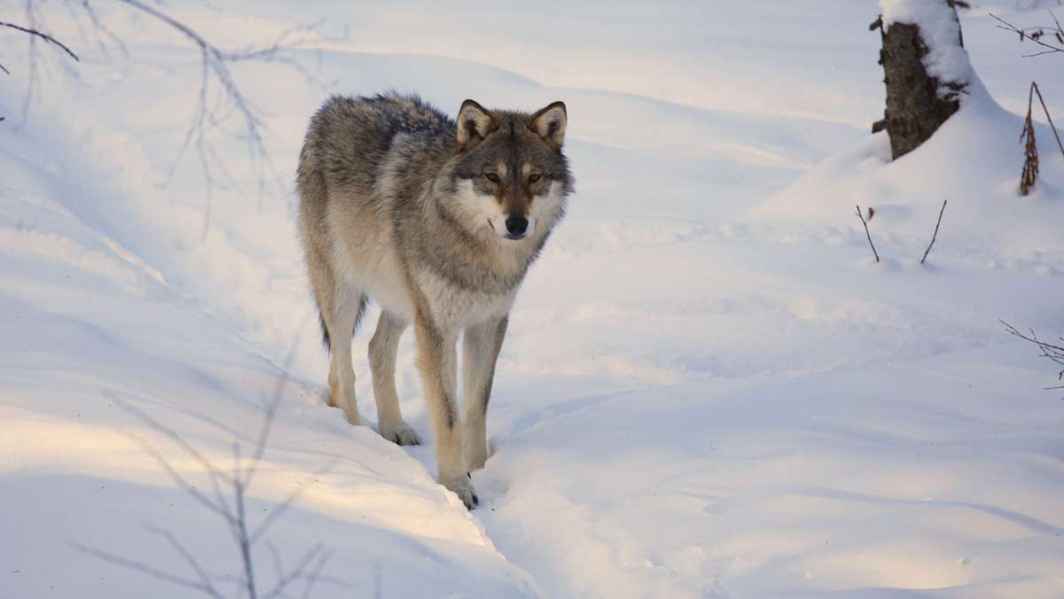 Schweden: Große Wolfsjagd soll Ausbreitung der Tiere bremsen