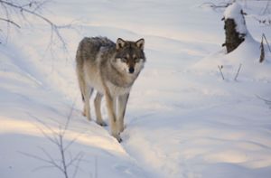 Große Wolfsjagd soll Ausbreitung der Tiere bremsen
