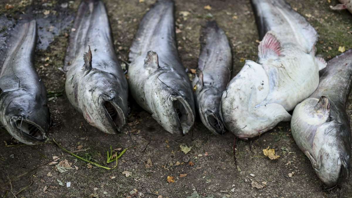 Tobelbach bei Bergatreute: Ursache für rätselhaftes Fischsterben ist geklärt