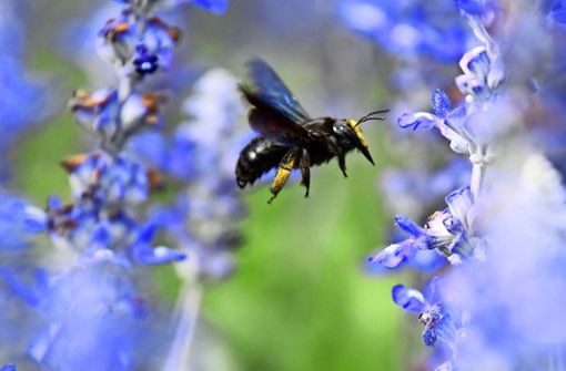 Sense macht Wildbienen das Leben schwer