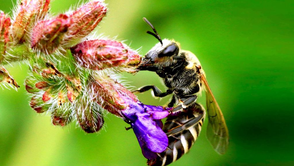 Volksbegehren Artenschutz: Pro Biene hofft auf Rückenwind
