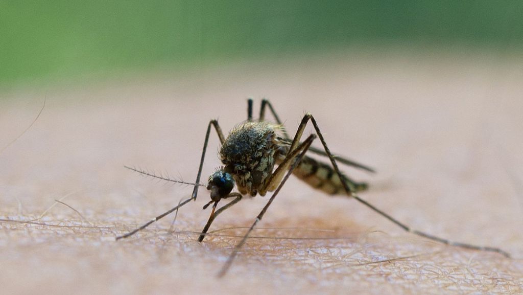 Schnaken: Stechmückenjäger sind schon im Einsatz
