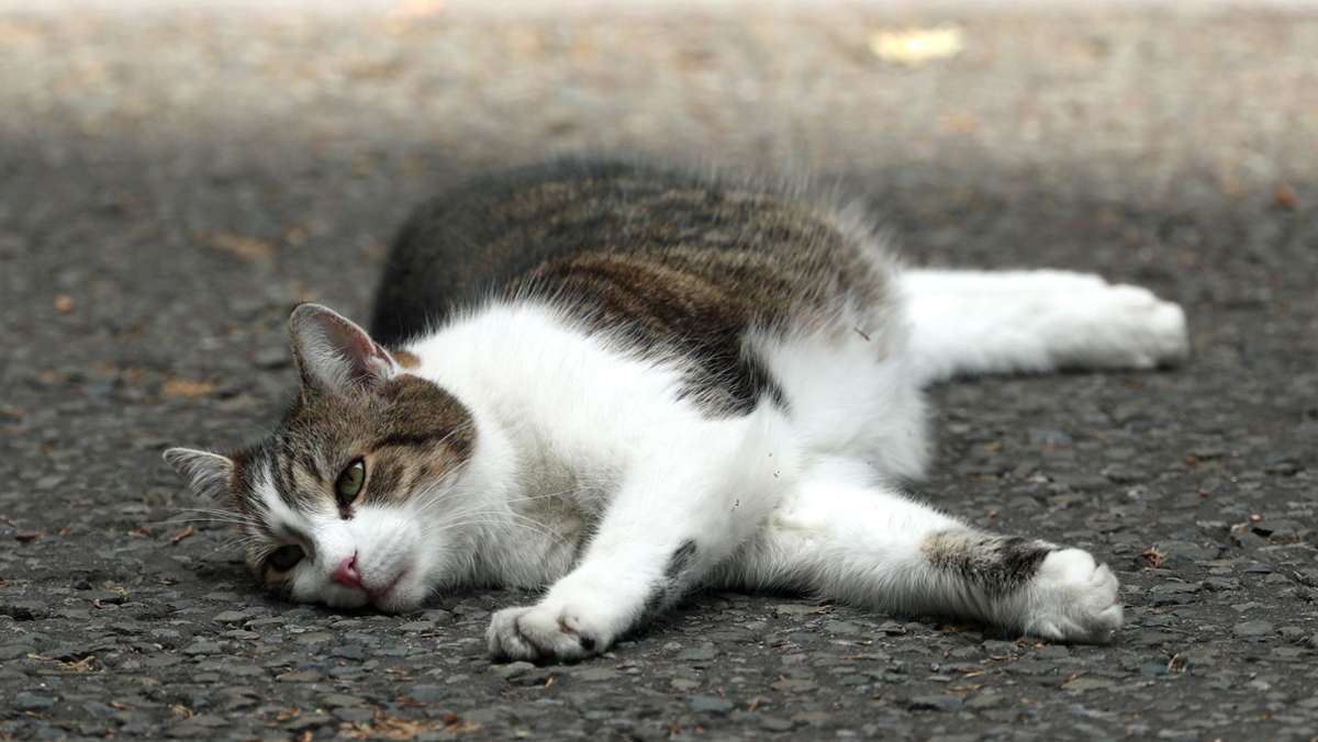 Bietigheim-Bissingen: Wegen Katze gebremst und Unfall verursacht