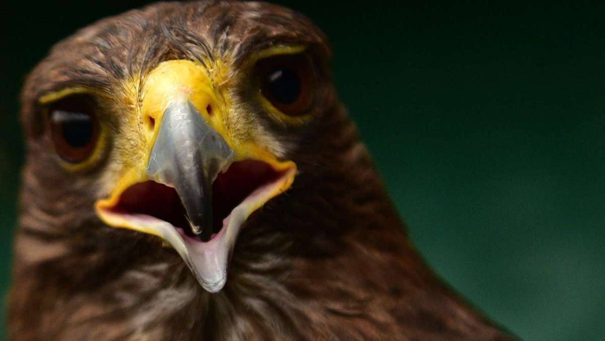 Video aus den USA: Adler holt Drohne vom Himmel