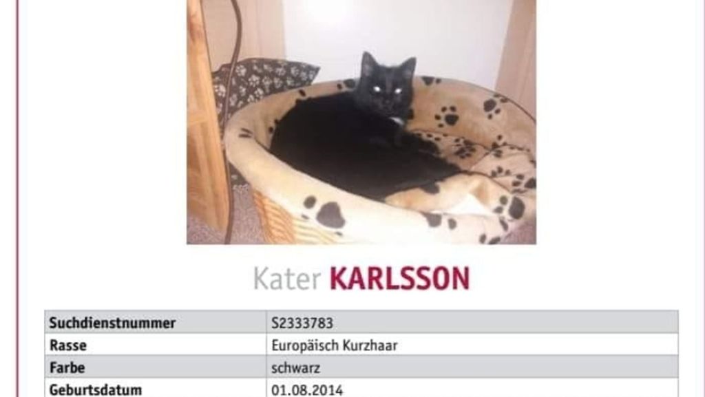 Kater Karlsson gesucht: Bußgeld wegen Plakataktion? Hetze gegen Stadt Maulbronn