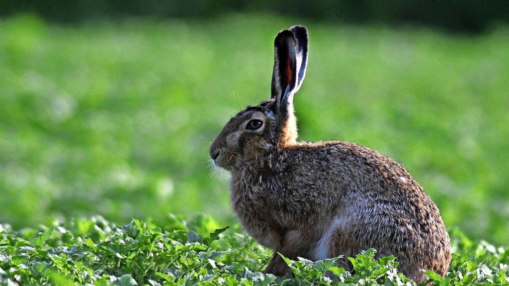 Tiere in Feld und Weinberg: Der Feldhase – ein Sprinter und Super-Ohr