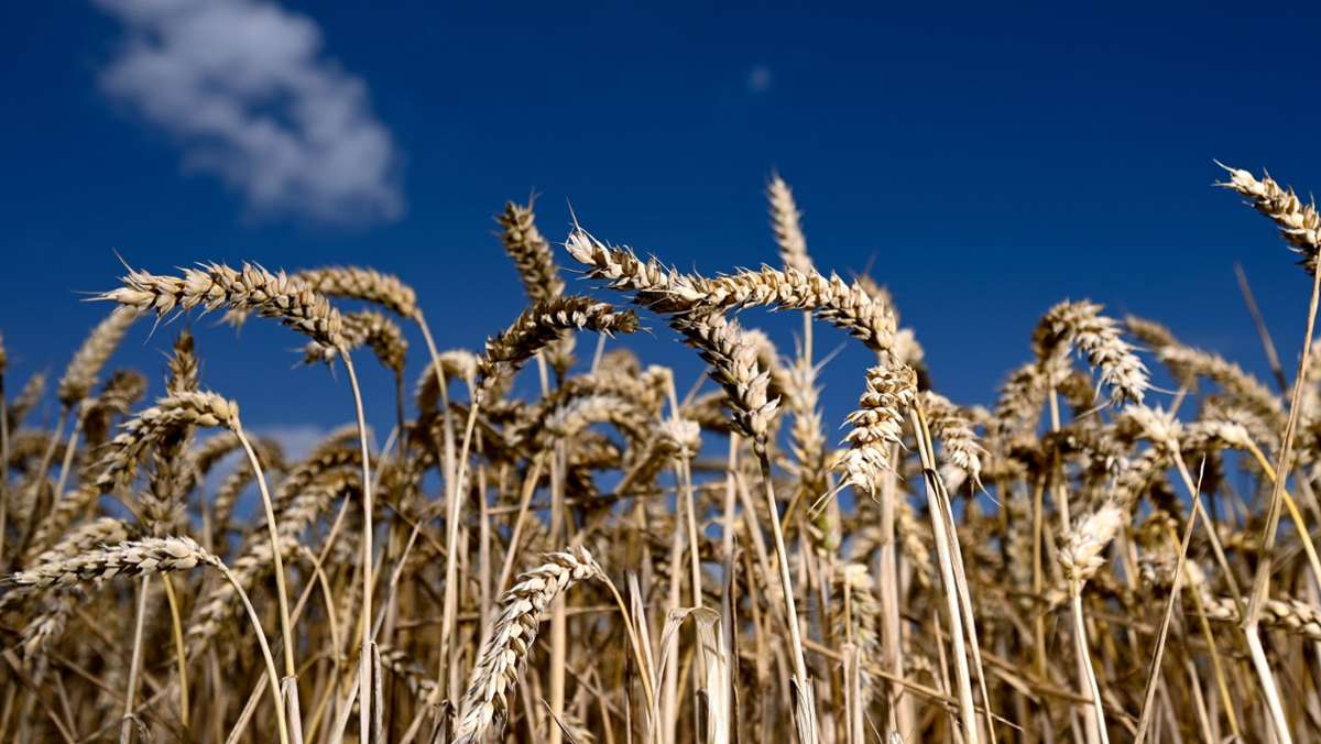 Krieg mit Nahrung: Ukraine und  Weizen – was wirklich stimmt