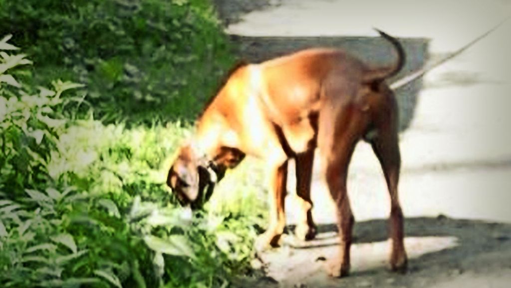 Hundebiss in Stuttgart: Polizei sucht Hundehalter mit Falschnamen