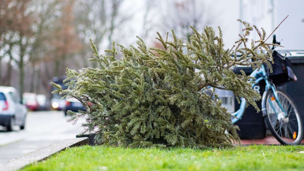 Abbauen und Entsorgen: Wann sollte man den Weihnachtsbaum abbauen?