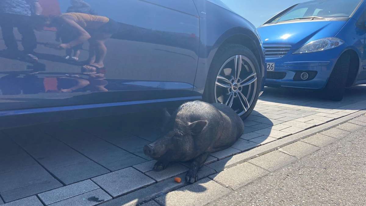 Kurioses aus Affalterbach: Hängebauchschwein büxt aus und blockiert Parkplatz