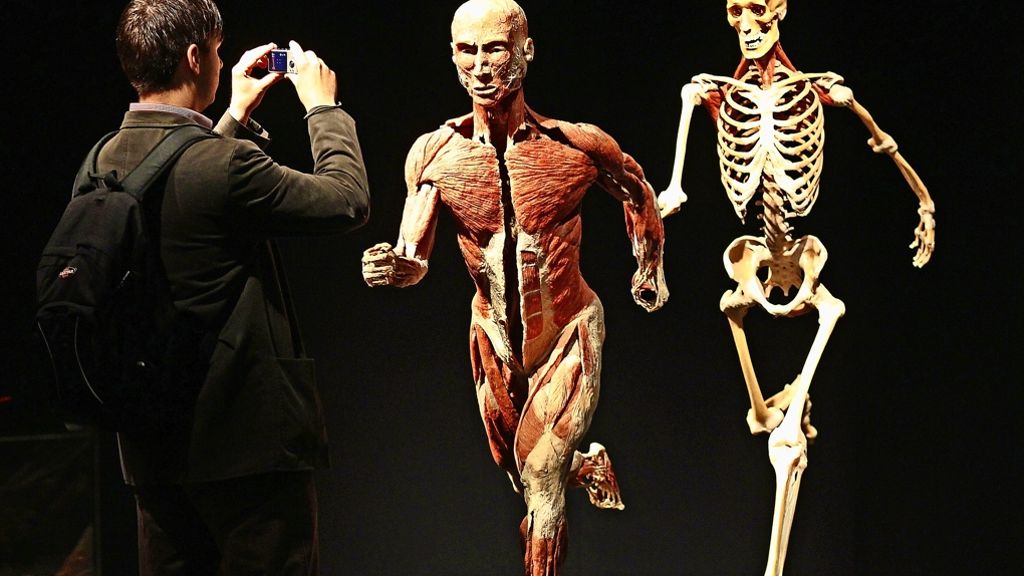 Ausstellung „Körperwelten“ in Stuttgart: Leichen im „Zyklus des Lebens“