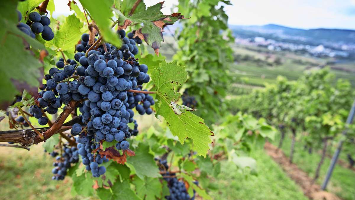 Weinbau im Remstal: Viel Zuversicht wenige Tage vor  der Weinlese