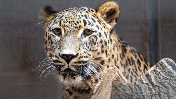 Altersruhesitz für Leopardenkater