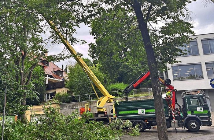 Schwerer Unfall in Nürtingen: Götterbaum muss nach Busunglück gefällt werden