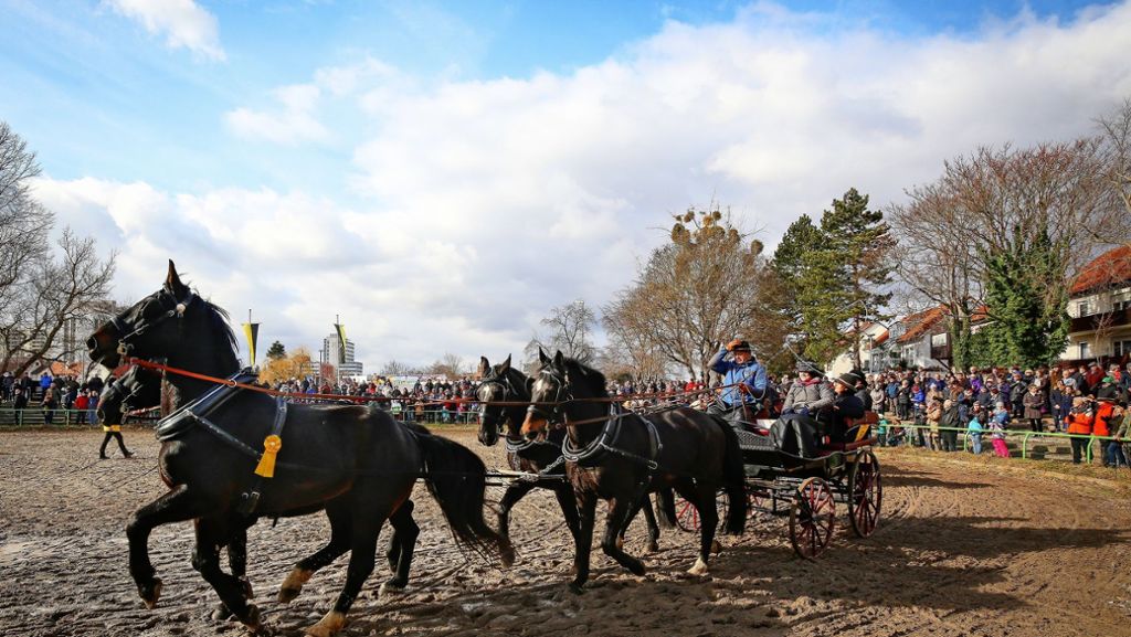 Leonberger Pferdemarkt: Das Wetter  entscheidet über den Erfolg
