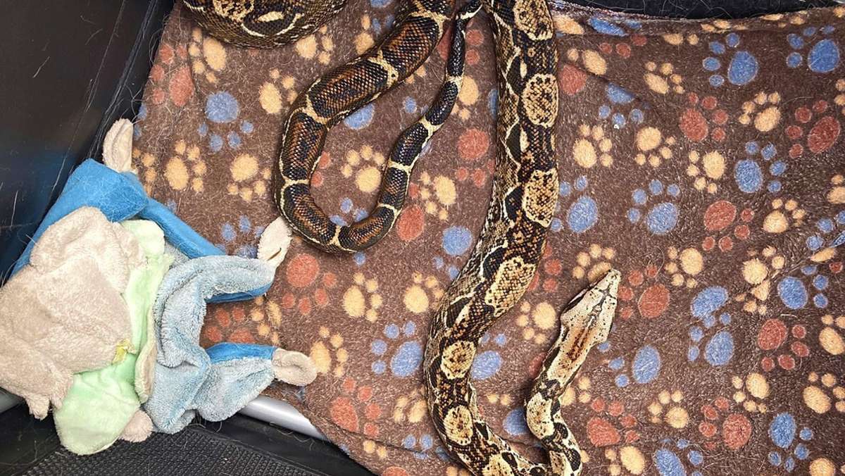 Boa in Berglen gefunden: Würgeschlange bei Spaziergang entdeckt