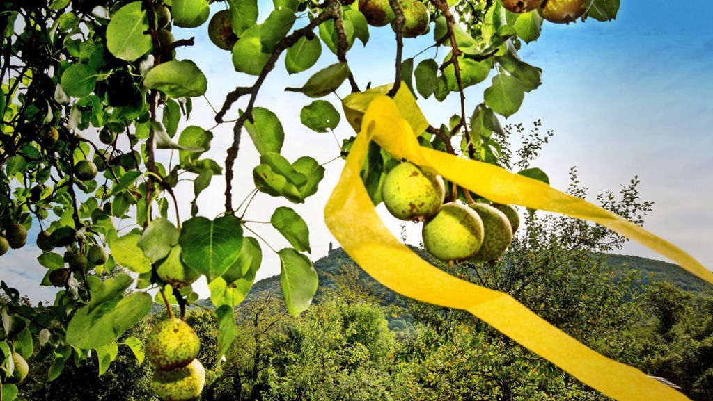 Kreis Esslingen: Wo das  gelbe Band weht, winkt reiche Ernte